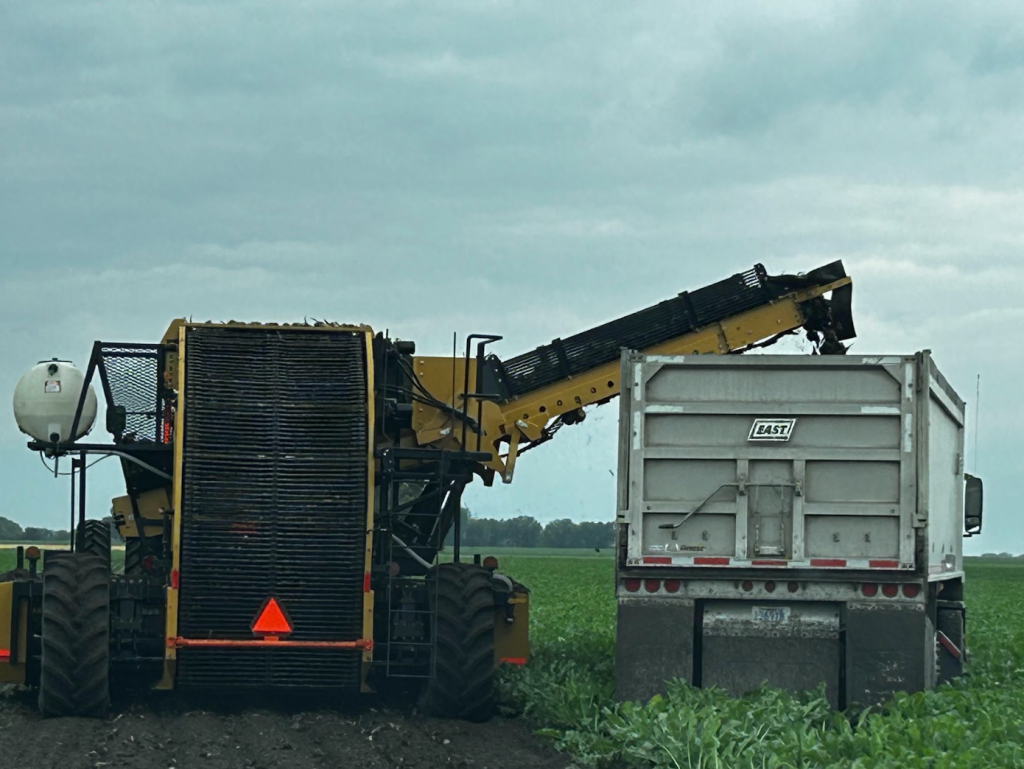 Alloway HV-8R22 at Luckow Farms before harvest