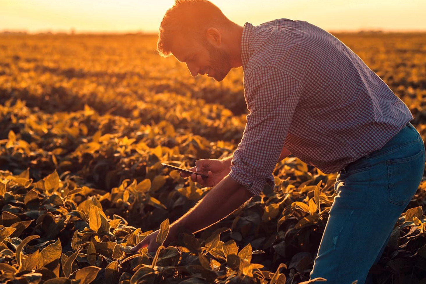 Farmer taking notes on a phone while checking crops
