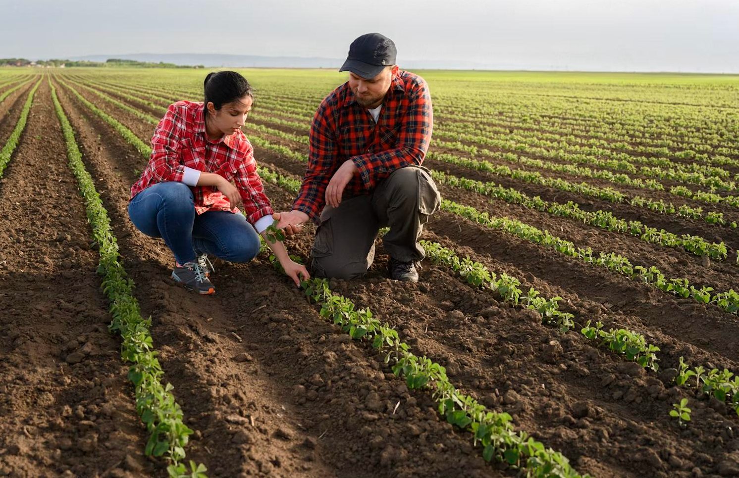 Two farmers inspecting crops in the field